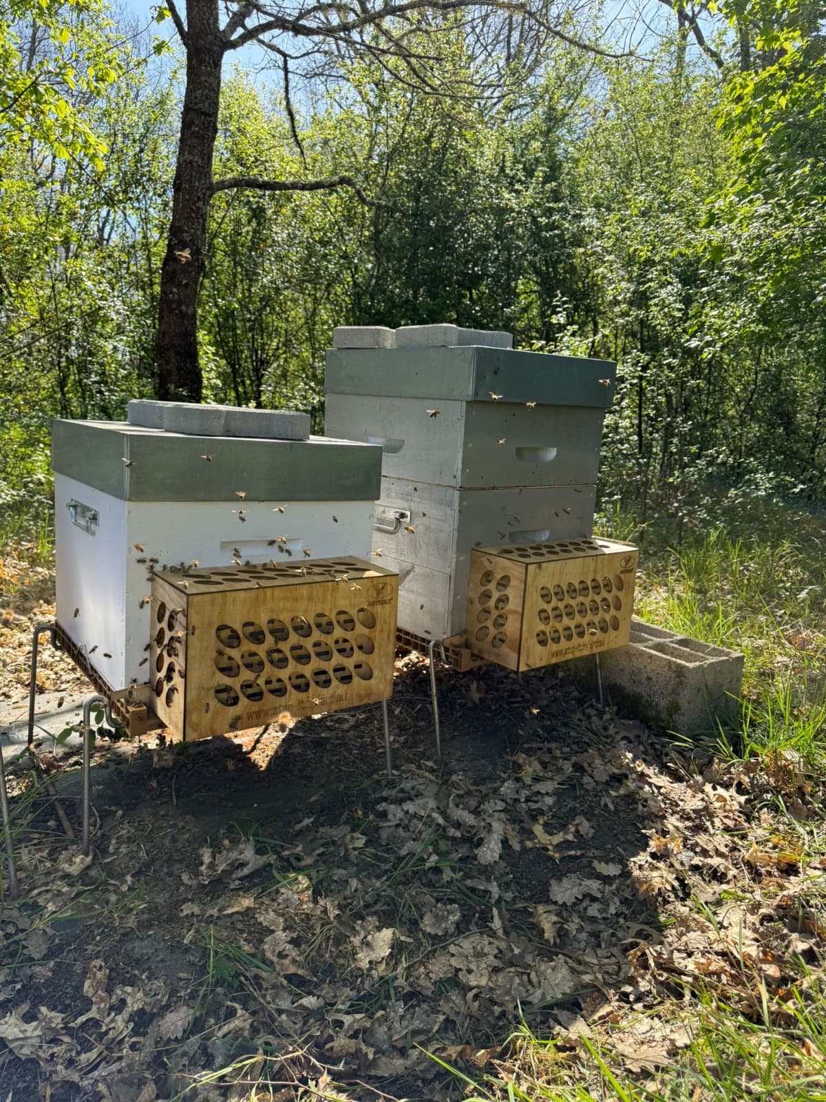 Dos colmenas blancas en un bosque soleado con abejas volando y cajas de madera frontales.